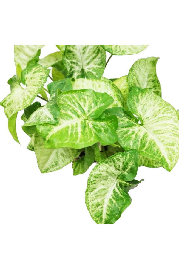 Syngonium papillon blanc