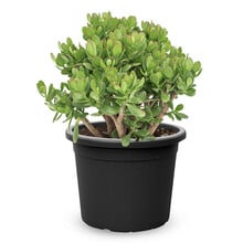 Crassula