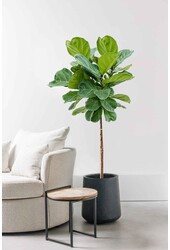 Plante aquatique Ficus Lyrata