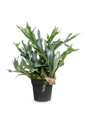 Platycerium bifurcatum