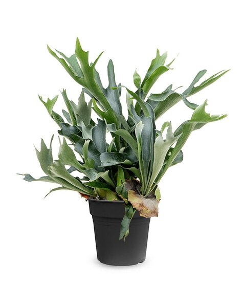 Platycerium
