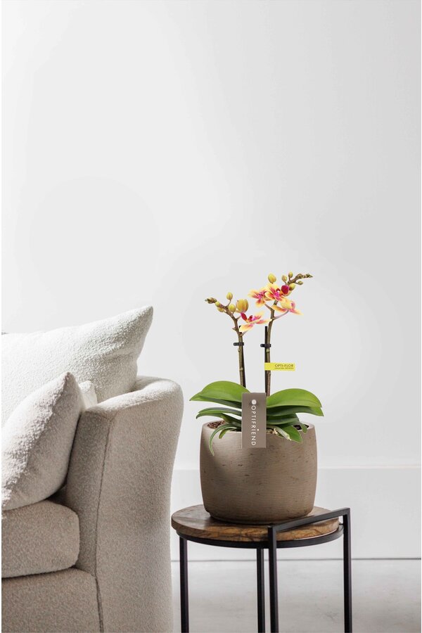 Phalaenopsis Optifriend Tess