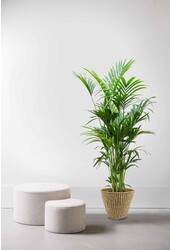 Kentia palm XXL en pot Jip