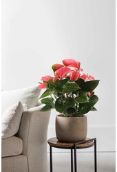 Anthurium Rose Champion L