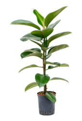 Plante aquatique Ficus elastica robusta