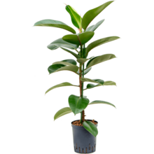 Plante aquatique Ficus elastica