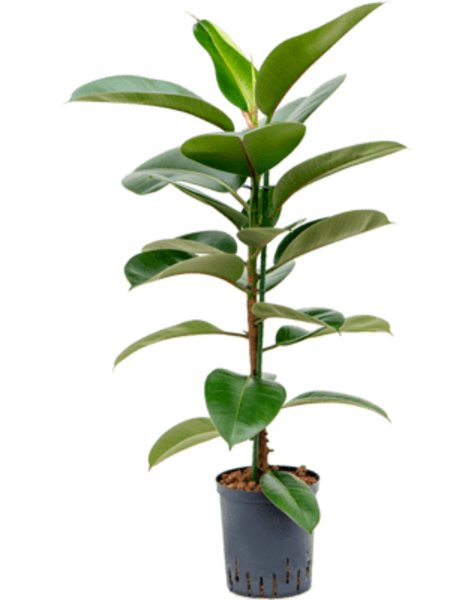 Plante aquatique Ficus elastica