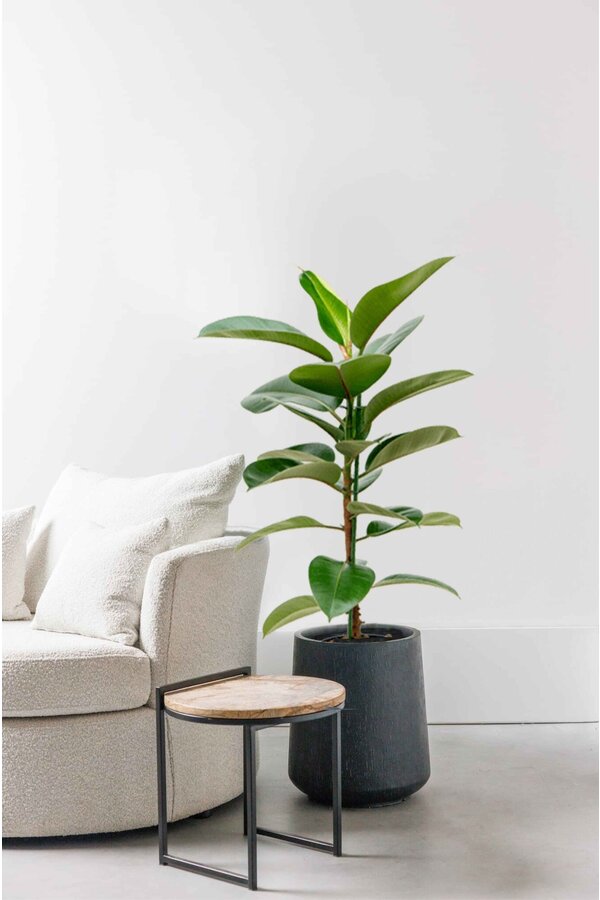 Plante aquatique Ficus elastica robusta