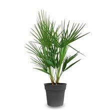 Chamaerops