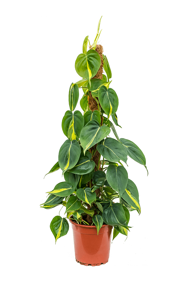 Philodendron scandens 'Brasil'