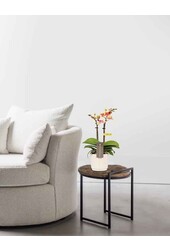 Phalaenopsis Optifriend Tess Lazio blanc