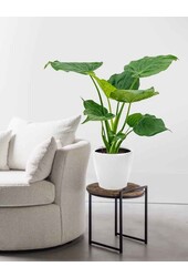 Alocasia Cucullata dans l'aquarium Classico