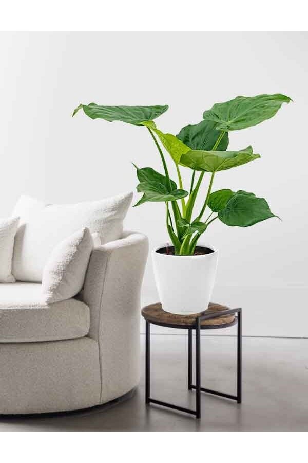 Alocasia Cucullata dans l'aquarium Classico