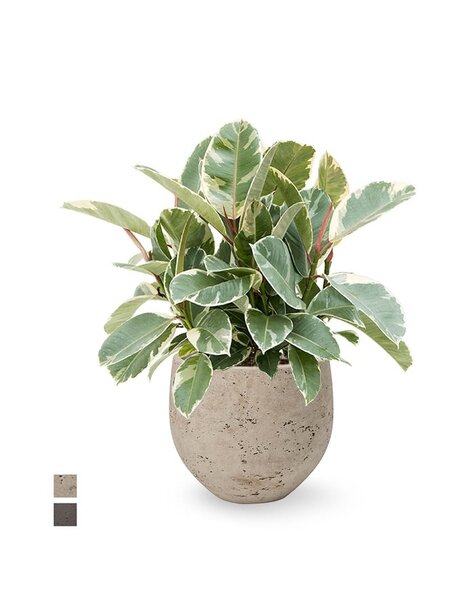 Ceramic | Ficus Elastica
