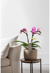 Phalaenopsis Optifriend Lotte