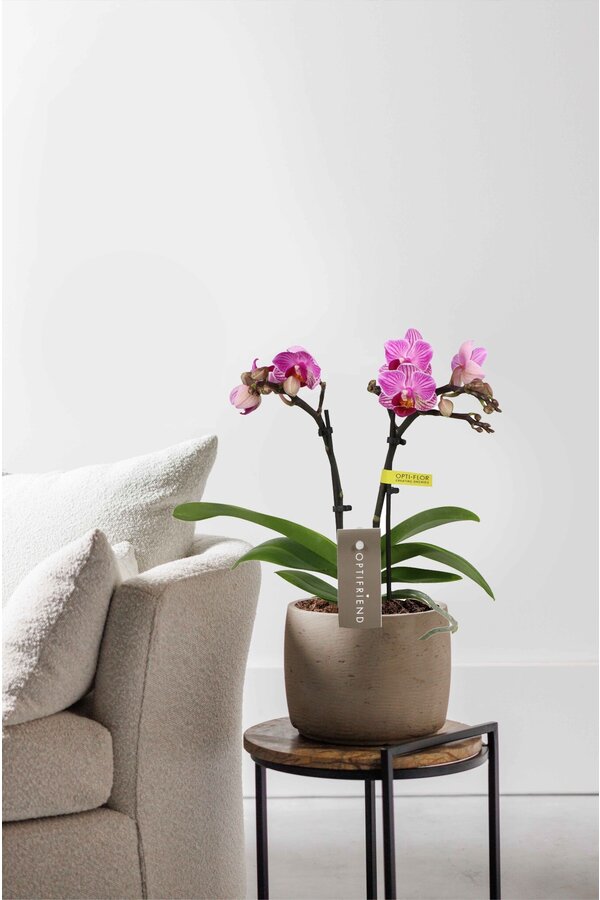 Phalaenopsis Optifriend Lotte