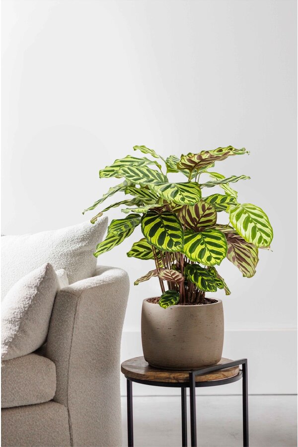 Calathea Makoyana