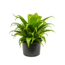 Asplenium