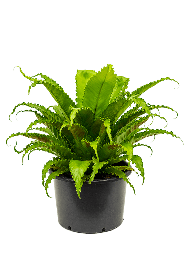 Asplenium Antiquum