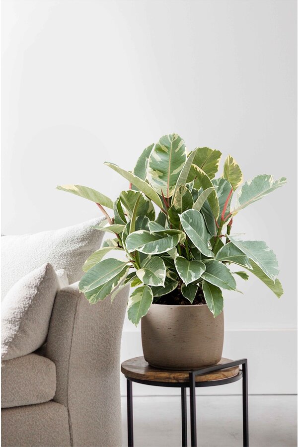 Ficus Elastica Tineke