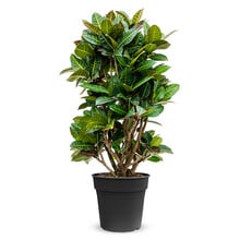 Codiaeum