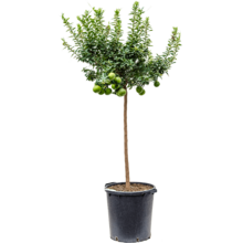 Citrus Aurantium