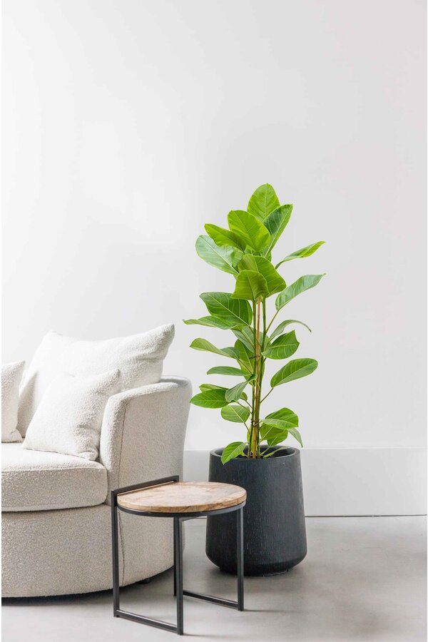 Ficus altissima Yellow Gem