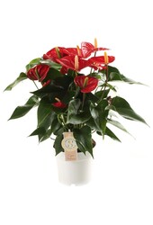 Anthurium Royal Red M