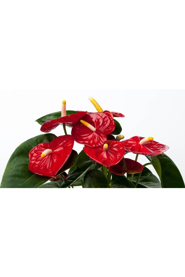 Anthurium Royal Red M