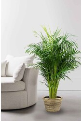 Areca Golden Palm en poivre de rotin