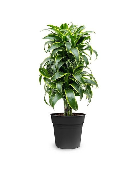 Dracaena