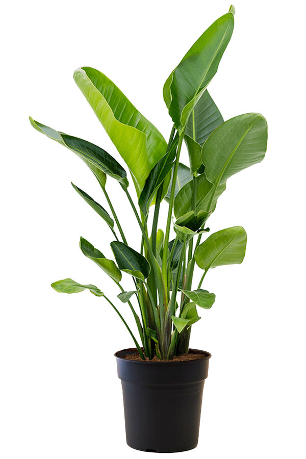 Strelitzia Nicolai  Oiseau du Paradis L