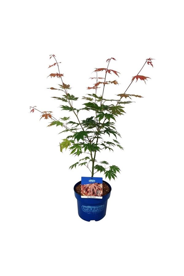 Érable Acer Vent du Nord ®
