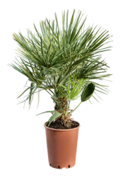 Chamaerops Humilis L