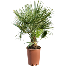 Chamaerops