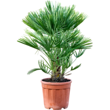 Chamaerops