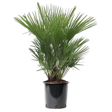 Chamaerops