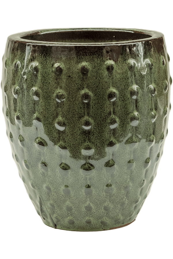 Laos Mini Emperor Noir