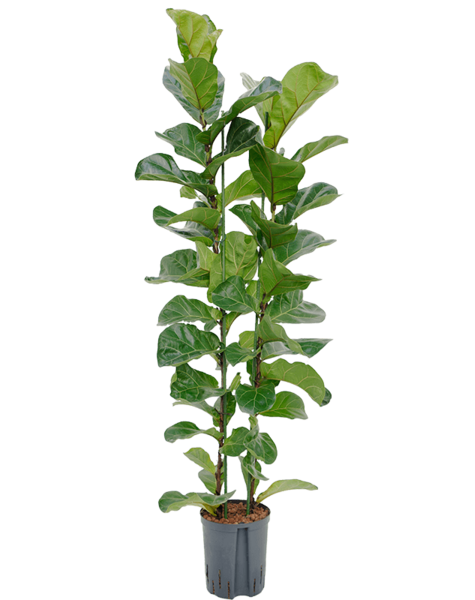 Plante aquatique Ficus Lyrata