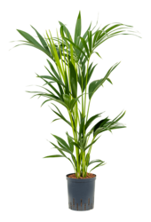 Plante aquatique Kentia (howea) forsteriana