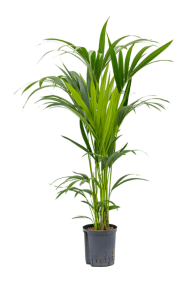 Plante aquatique Kentia (howea) forsteriana