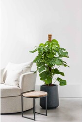 Plante aquatique Philodendron pertusem (monstera)