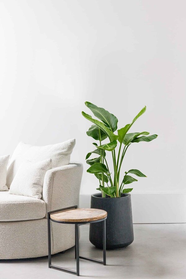 Plante hydroélectrique Strelitzia nicolai