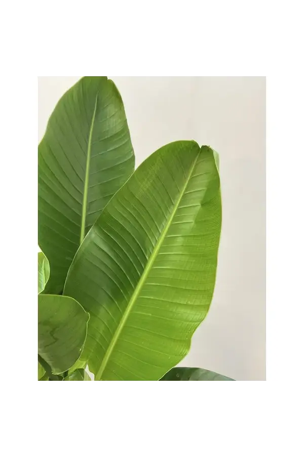 Plante hydroélectrique Strelitzia nicolai