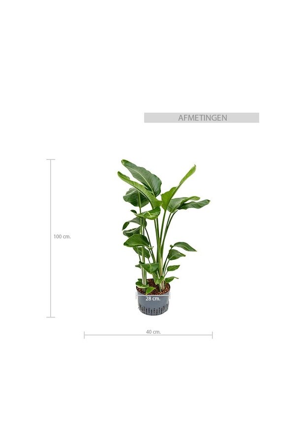 Plante hydroélectrique Strelitzia nicolai