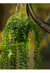 Ficus Pumila plante artificielle - promotion