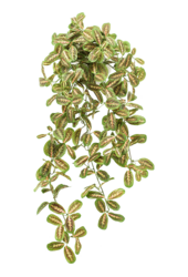 Plante artificielle Maranta - promotion