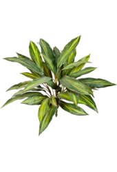Plante artificielle Dracaena - promotion