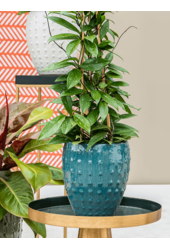 Laos Mini Empereur Bleu Océan