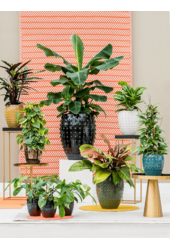 Laos Mini Emperor Gold